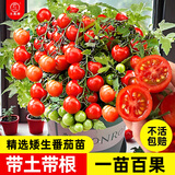 大禹矮生番茄苗盆栽小西红柿苗带土秧苗种子圣女果树苗寿光水果蔬菜苗 红矮生小番茄苗秧苗 6棵 带土