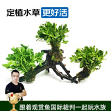 云峰海瑞 水草活体鱼缸造景套餐用品水族箱装饰鱼缸种子沉木活水草 小对叶沉木三头