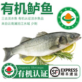 太湖海【无抗或有机认证 淡水鲈鱼】孕妇婴儿童食辅 鲜活三去鱼类水产 【有机】大鲈鱼 400g*3条
