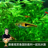 云峰海瑞 热带鱼 观赏鱼灯科鱼 观赏鱼小型淡水鱼草缸群游 热带鱼活体 正三角灯鱼 8+2备损 共10条