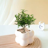 佰花锦办公桌面绿植盆栽发财树室内客厅奶油风网红盆景精致美观四季好养 清香胡椒木+PVC白泡泡盆 整体高度约15-25cm