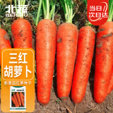 北蔬 胡萝卜种子苗三红七寸参春四季菜种籽 新黑田红笋胡萝卜种子10g