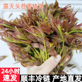 农大姐妹香椿 香椿芽新鲜头茬香椿芽叶 山东露天红油香椿  季节原因偏绿 现摘嫩芽1斤（（顺丰冷链）