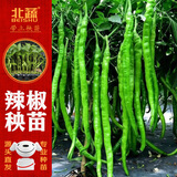 北蔬 辣椒苗带土秧苗蔬菜活苗 (线椒)二荆条长辣椒苗6棵源头直发包邮