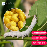 九千谷新鲜桑叶新鲜蚕宝宝饲料学生养蚕大叶小蚕鲜嫩桑叶 天然金丝蚕套装