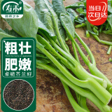 寿禾 芥兰种子种苗四季种植春季蔬菜种籽 潍育卓脆芥兰种子20g/袋