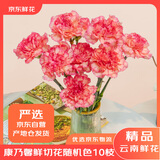 京东鲜花昆明产地仓康乃馨随机色10枝水养花生活鲜花节日云南直发