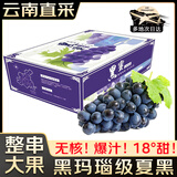 静羽云南夏黑蓝莓葡萄【顺丰】无籽提子新鲜现摘大颗粒孕妇时令水果 夏黑葡萄3斤【一级果礼盒装】 源头直发
