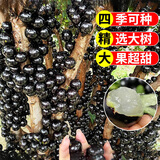 花翁嘉宝果树果苗树葡萄庭院种植盆栽 沙巴（50-60cm高）源头直发