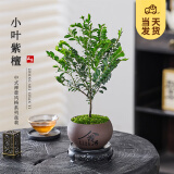 开时果 小叶紫檀盆栽桌面绿植黑骨茶 好养活办公室植物盆景源头直发包邮 【热销款】舍得紫砂盆+苔藓+底托
