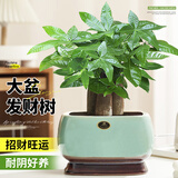 花翁大盆三杆发财树盆栽招财绿植办公室内开业中式盆景金钱树源头直发