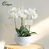 Only you【2小时达】白色蝴蝶兰带花苞花剑花盆真花盆兰花开业生日母亲节 5株白色（瓷盆随机）