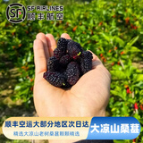 闽果嘉【顺丰空运】桑葚现摘冷链黑莓桑椹孕妇水果无沙露天种植桑果桑椹 新鲜桑葚顺丰冷链【净重5斤】
