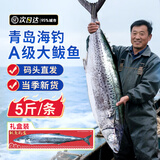 尚致 青岛大鲅鱼新鲜整条鲅鱼海鱼海鲜礼盒马鲛鱼生鲜鱼类 整条鲅鱼5斤/条【送礼盒】