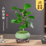 开时果 小盼菩提盆栽（带果发货）中式禅意绿植物桌面盆景源头直发包邮 绿圆盆+苔藓+底托（2-5颗果子） 小盼菩提（带果发货-含盆植）