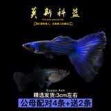 宠小侠纯种孔雀鱼观赏鱼好养耐活淡水小型鱼热带鱼凤尾热带鱼小鱼苗 莫斯科蓝3对【2对送备损1对】