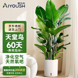 爱优尚天堂鸟绿植盆栽客厅室内办公室大型绿植好养净化空气源头直发
