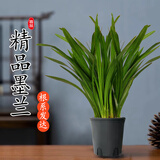 京云梦墨兰花苗浓香型墨兰企黑花室内盆栽报岁兰精品花卉原土源头直发