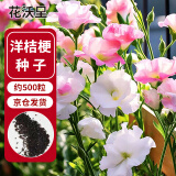 花沃里洋桔梗花种子500粒花卉种子家庭盆栽阳台庭院四季水果阳台盆栽