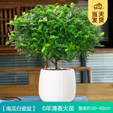 开时果 正宗胡椒木盆栽清香型 桌面植物苗防驱蚊草绿植盆景源头直发包邮 【6年大苗】南瓜白瓷盆+肥料