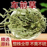 草木方 车前草中药材车前草猫爪草泡茶新鲜干货整株车轮草100g