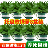 双盟绿萝盆栽除甲醛花卉绿植办公室180款加仑托盘盆8盆装源头直发