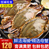 【鲜活母蟹】青岛梭子蟹鲜活螃蟹特大海蟹梭子蟹花蟹白蟹活体 全母蟹鲜活 2斤装【6-8只】