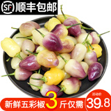 辰实【现摘发顺丰】广西七彩椒 五彩椒 特产彩椒灯笼小辣椒 3斤【推荐】