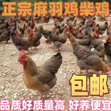 正宗清远麻羽鸡活苗绿壳蛋鸡苗纯种麻羽土鸡土鸡活苗小鸡脱温鸡苗 一斤左右清远麻羽6只【6母】