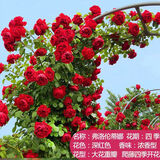 行湘爬藤月季花卉绿植盆栽阳台花园地栽 蒂娜20cm左右2棵 源头直发