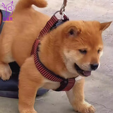 佳木为香中华田园犬幼犬土狗宠物狗活体宠物土松土猎活宠小狗大黄狗小奶狗 田园级 黄狗白面 公