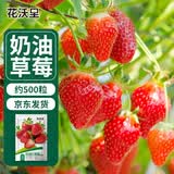 花沃里奶油红草莓种子500粒好养活水果种籽四季结果盆栽阳台室内庭院