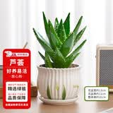 花翁芦荟盆栽室内净化空气绿植物办公桌面多肉四季花卉仙人掌源头直发
