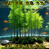 临雅鱼缸水培植物造景常青水杉树苗一木成景水草室内四季水养绿植盆栽 水培水杉30-40cm(易养/有水就活) 3棵