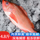 渔哥戏鱼深海红石斑鱼 富贵鱼冰岛冷冻大眼鱼石斑鱼生鲜鱼类 大号红石斑鱼 【750-800g*3条】