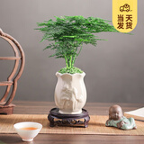 开时果 文竹盆栽桌面摆件盆景 办公室植物竹子水培绿植盆景源头直发包邮 素白荷瓷盆+苔藓+底座