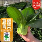 ldeal理想农业 上海青种子抗热易种阳台盆栽蔬菜种籽夏季耐湿热耐高温