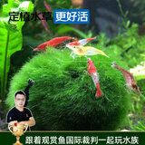 云峰海瑞水草活体鱼缸水族箱造景装饰真火山石水草活体懒人草造景活水草 藻球（天然虾粮）