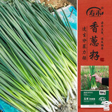 寿禾 小香葱种子种苗四季家庭种植蔬菜种籽 潍育玉条农家葱种子2000粒