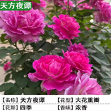 泰西丝灌木月季花树苗庭院阳台花卉绿植盆栽 天方夜谭中苗无盆 源头直发