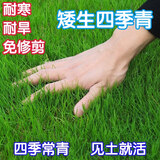 艺辛草坪种子草籽矮生四季青免修剪耐寒地毯草庭院草皮草种子护坡固土 矮生四季青1斤【果岭草】