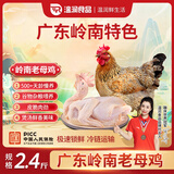 温润食品岭南老母鸡2.4斤 500天龄以上生鲜鸡肉老母鸡汤柴鸡