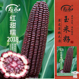 寿禾 玉米种子苗黑红甜糯大田家庭种植菜种籽 红甜糯2018玉米种子30g