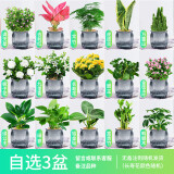 绿有意绿植盆栽桌面水培绿植办公室植物懒人好养盆景水养植物 【3盆自选绿植花卉】品种备注 含盆