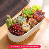 绿荫巷子多肉植物组合套餐肉肉室内植物办公室电脑桌面盆栽好养活小盆栽 【8颗多肉不重复】长方圆边盆+托