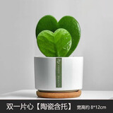 绿荫巷子多肉植物组合套餐肉肉室内植物办公室电脑桌面盆栽好养活小盆栽 【一片心双份】优选 含瓷盆+托