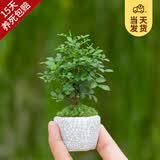 开时果 台湾达摩小叶九里香 桌面微型趣味迷你盆栽绿植盆景源头直发包邮 达摩九里香+六角瓷盆