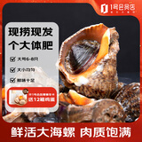 瑞豚 海螺活鲜大号6-8只净重2斤装 源头直发 海鲜贝类水产