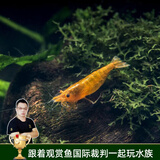 云峰海瑞黑壳虾清洁虾观赏虾 鱼缸水族箱水草缸清洁除藻淡水 【漂亮清洁虾】香吉士10只+5备损