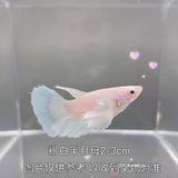 赛级泰国斗鱼超大婚纱尾纯白半月公观赏鱼热带鱼桌面宠物好养耐活 【可繁殖可混养】粉白色母鱼一条